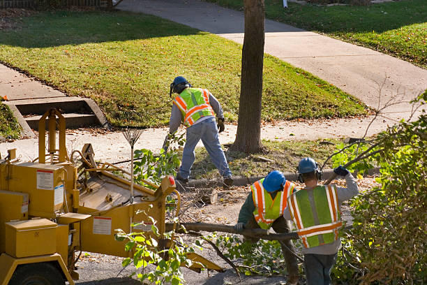 Best Firewood Processing and Delivery  in Pampa, TX